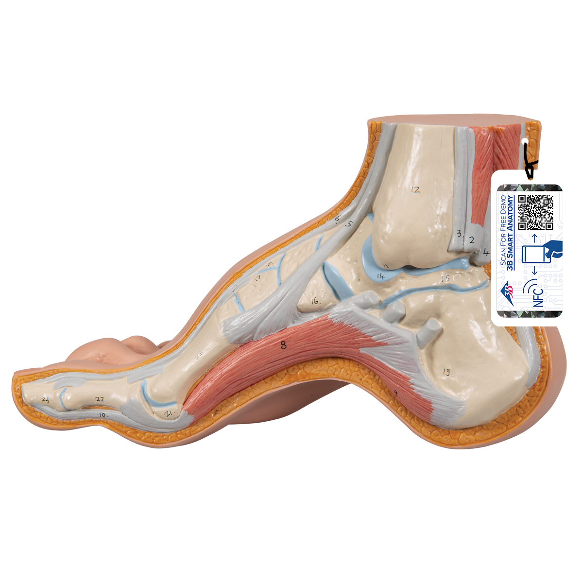 Högt fotvalv modell – 3B Smart Anatomy
