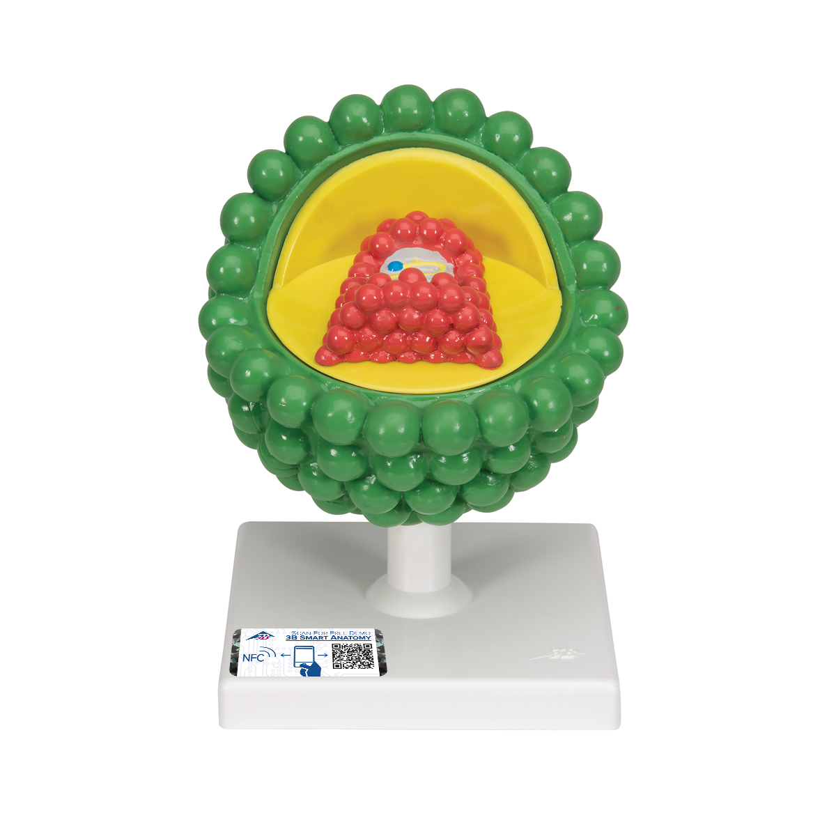 HIV Modell – 3B Smart Anatomy
