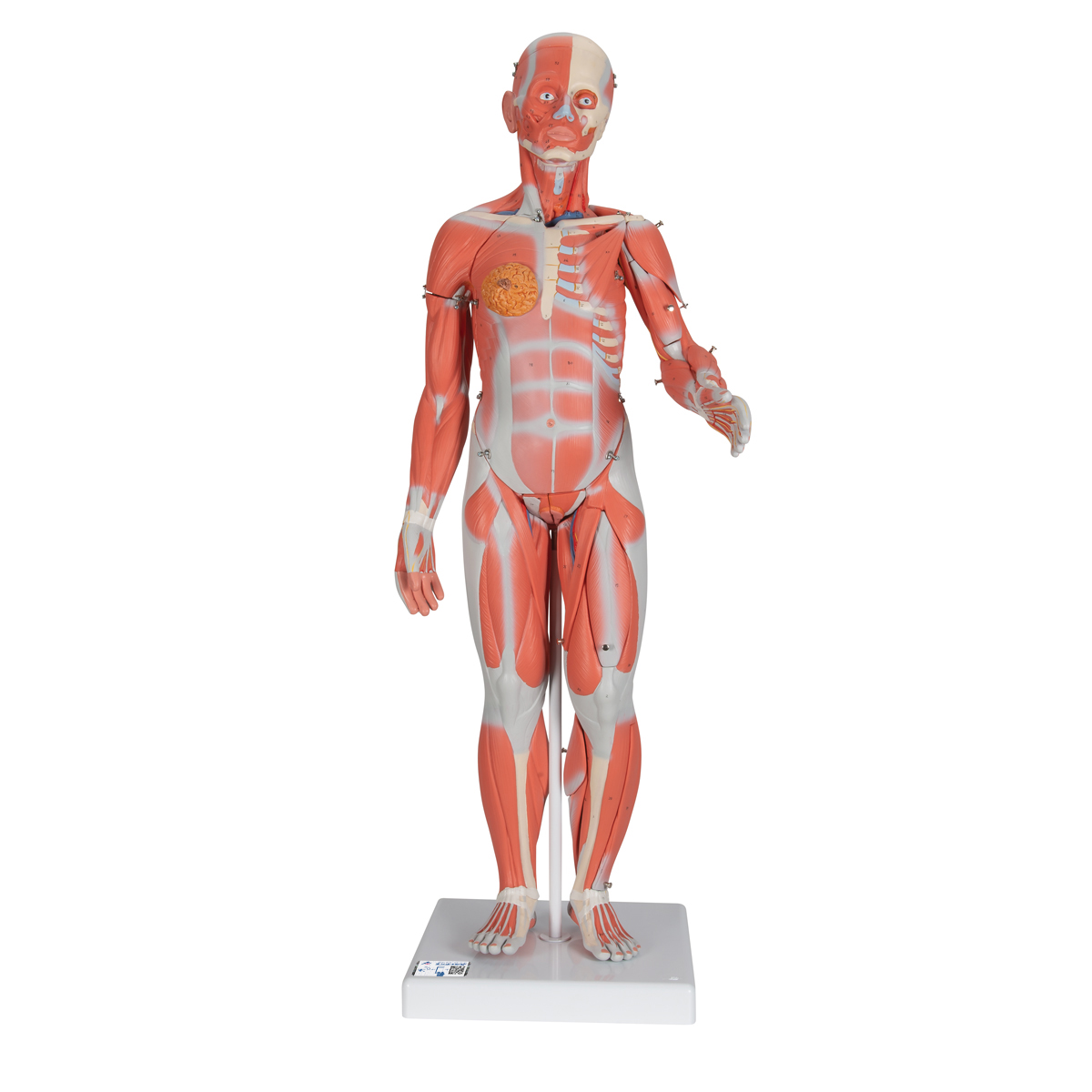 1/2 naturlig storlek fullständiga mänsklig dubbel könsmuskelmodell , 33 delar -3B Smart Anatomy