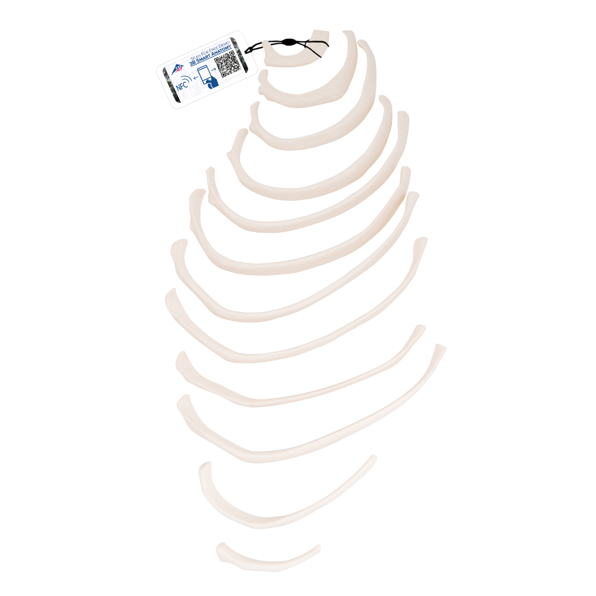 Mänsklig revbensmodell – 3B Smart Anatomy