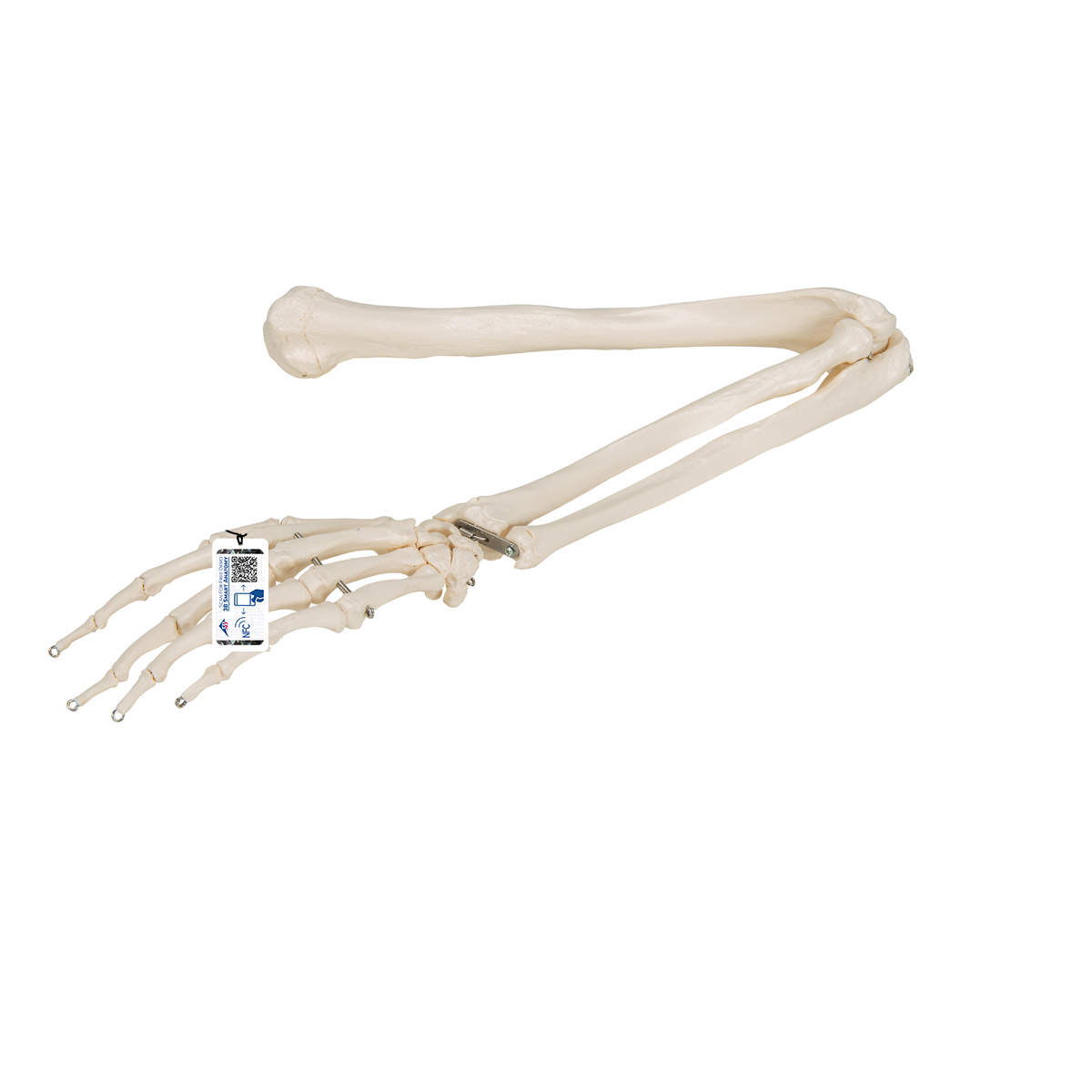 Mänsklig arm skelettmodell, ståltrådsmonterad -3B Smart Anatomy