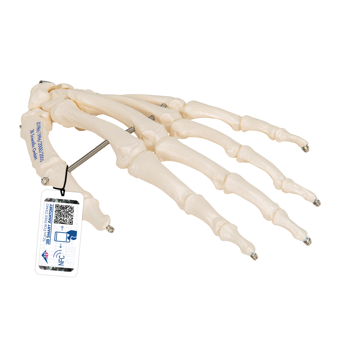 Mänsklig handskelettmodell, ståltrådsmonterad, – 3B Smart Anatomy