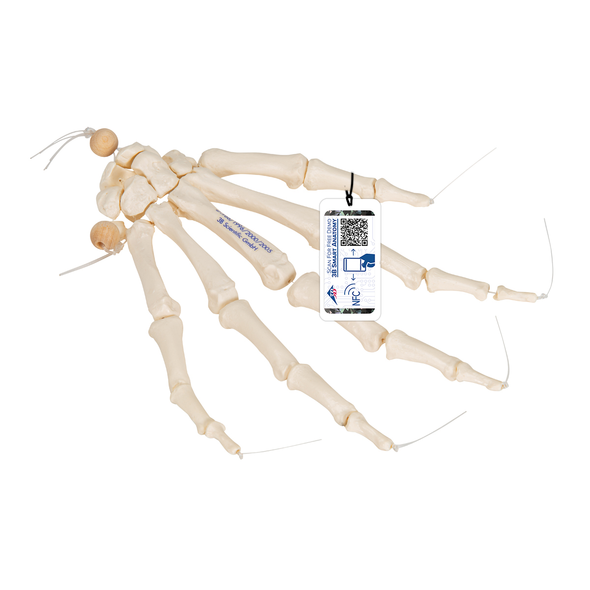 Mänsklig handskelett modell, löst med nylonsträng – 3B Smart Anatomy