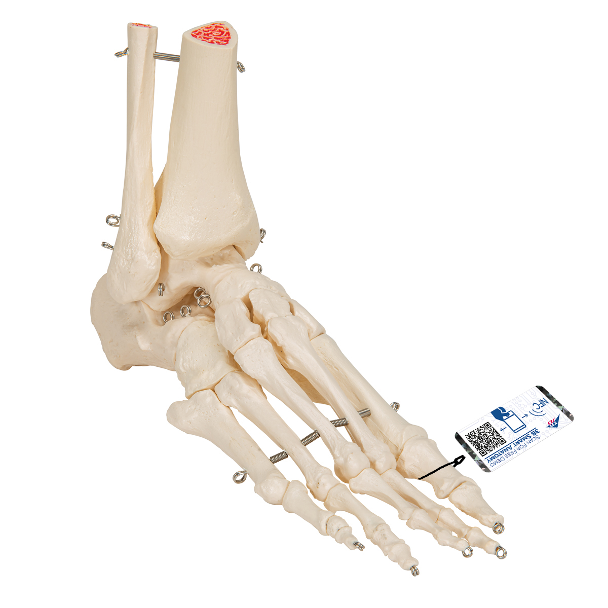 Mänskligt fot- & vristskelett, ståltrådsmonterad – 3B Smart Anatomy