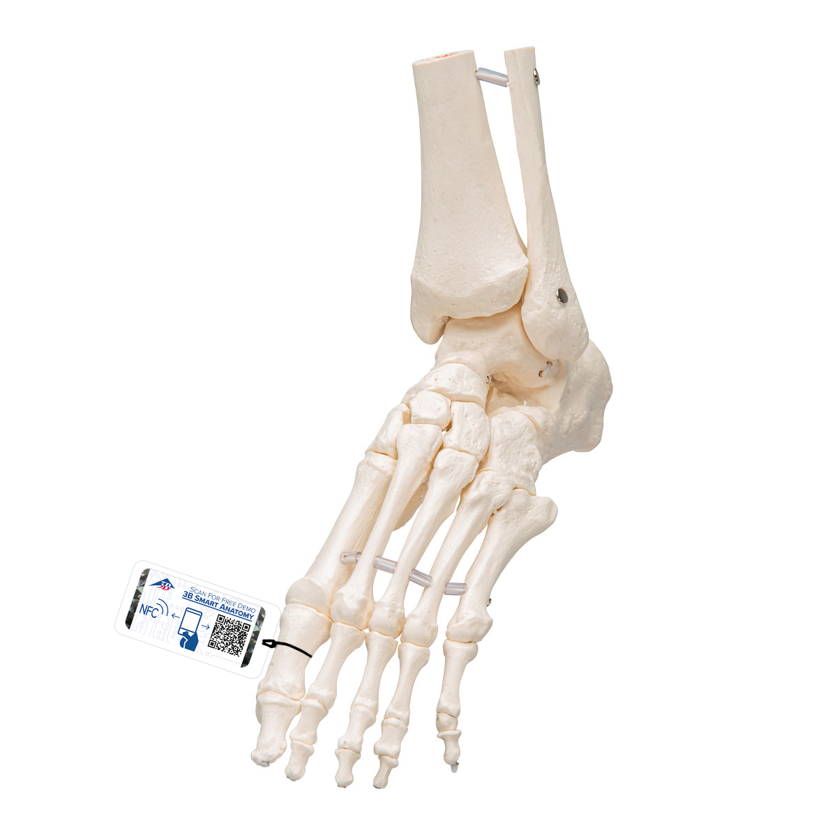 Fot- & vristskelett, elastiskt monterat – 3B Smart Anatomy