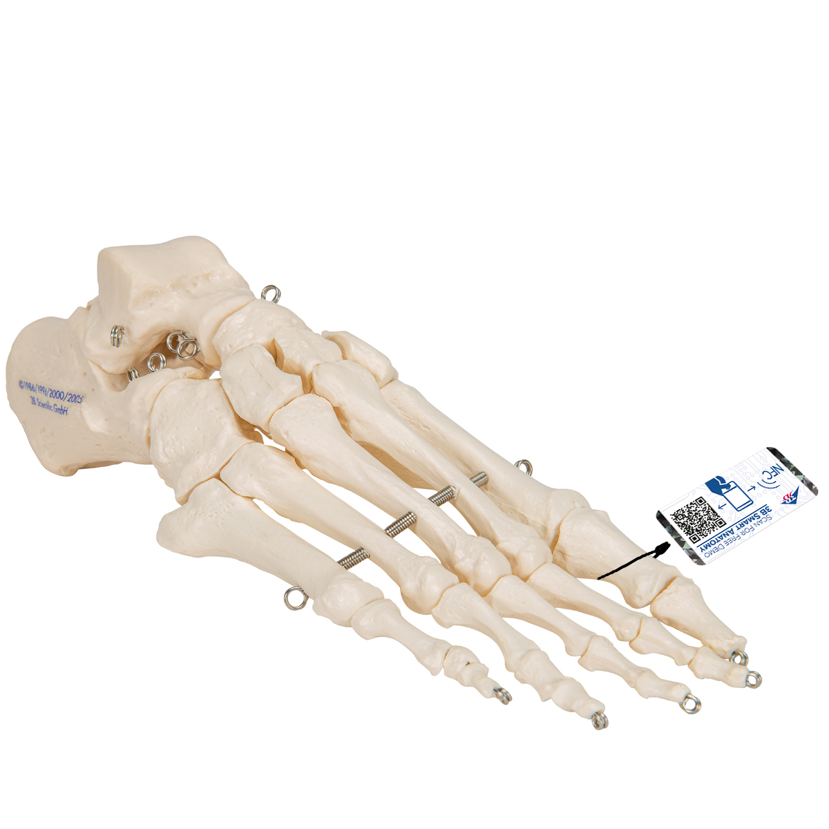 Mänskligt fotskelett, ståltrådsmonterad, – 3B Smart Anatomy