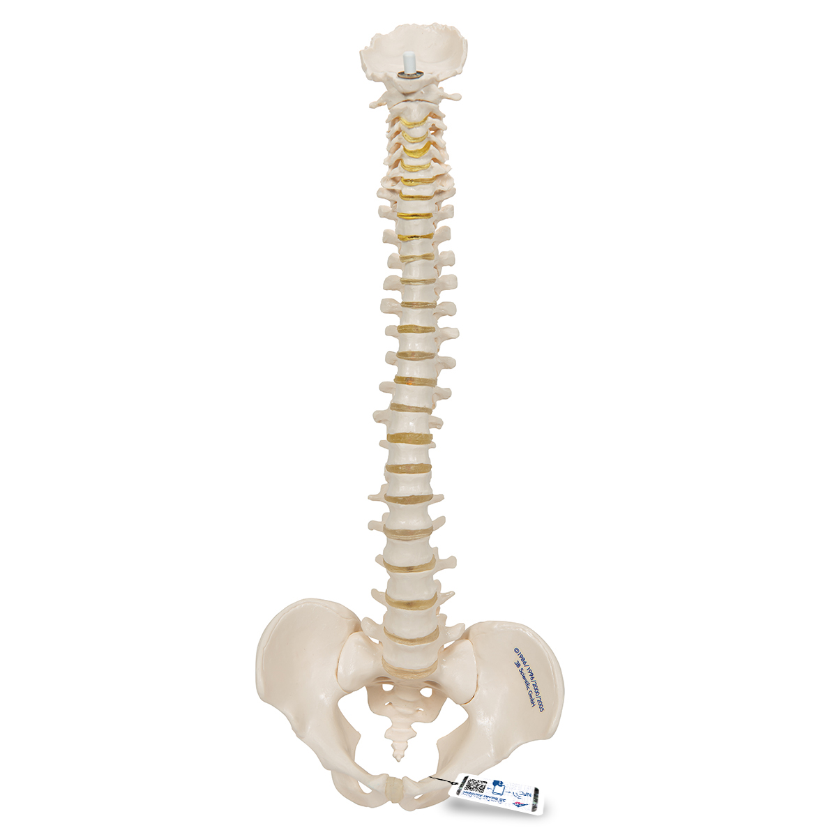 Mini mänsklig ryggradsmodell, flexibelt monterad -3B Smart Anatomy