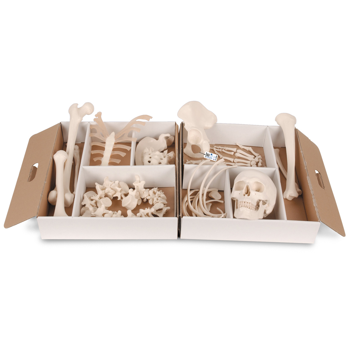 Halvt isärplockad mänsklig skelettmodell, ståltrådsmonterad hand & fot – 3B Smart Anatomy