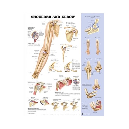 Anatomisk plansch – Axel och armbåge 50x67cm