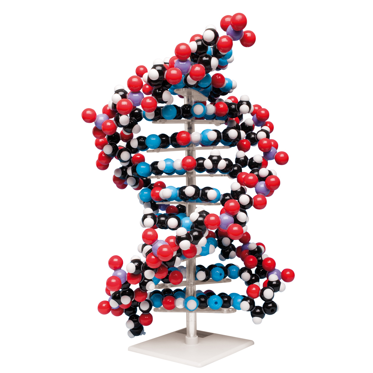 DNA-modell – 10 lager