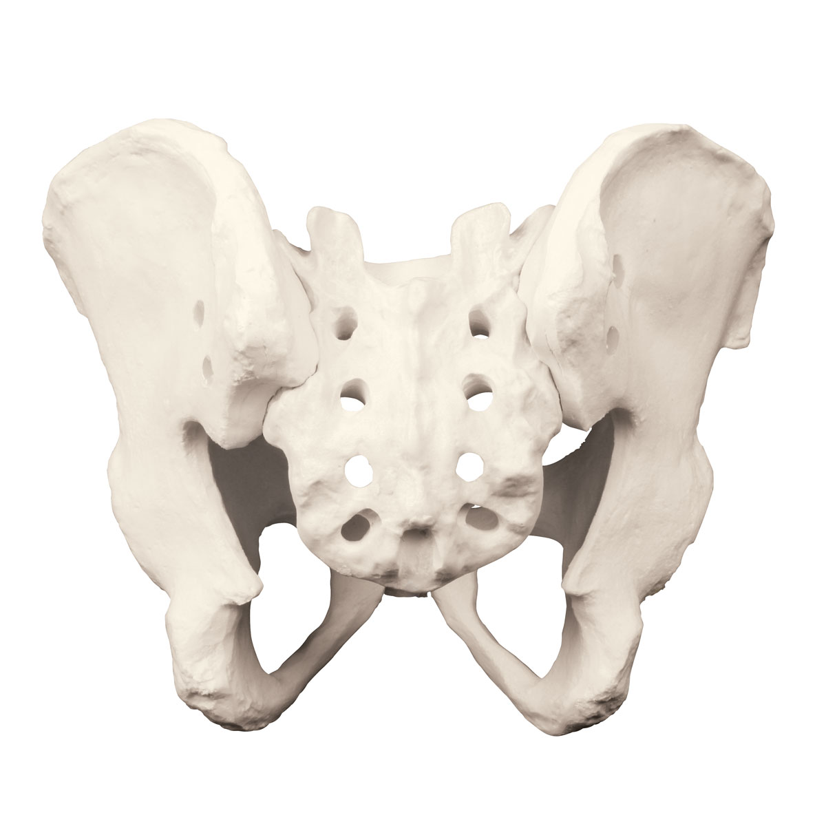 Bäcken med sacrum – ORTHObones Premium