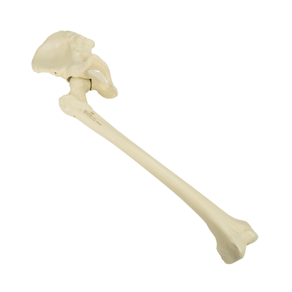 Bäckenhalva med femur vänster – ORTHObones Premium