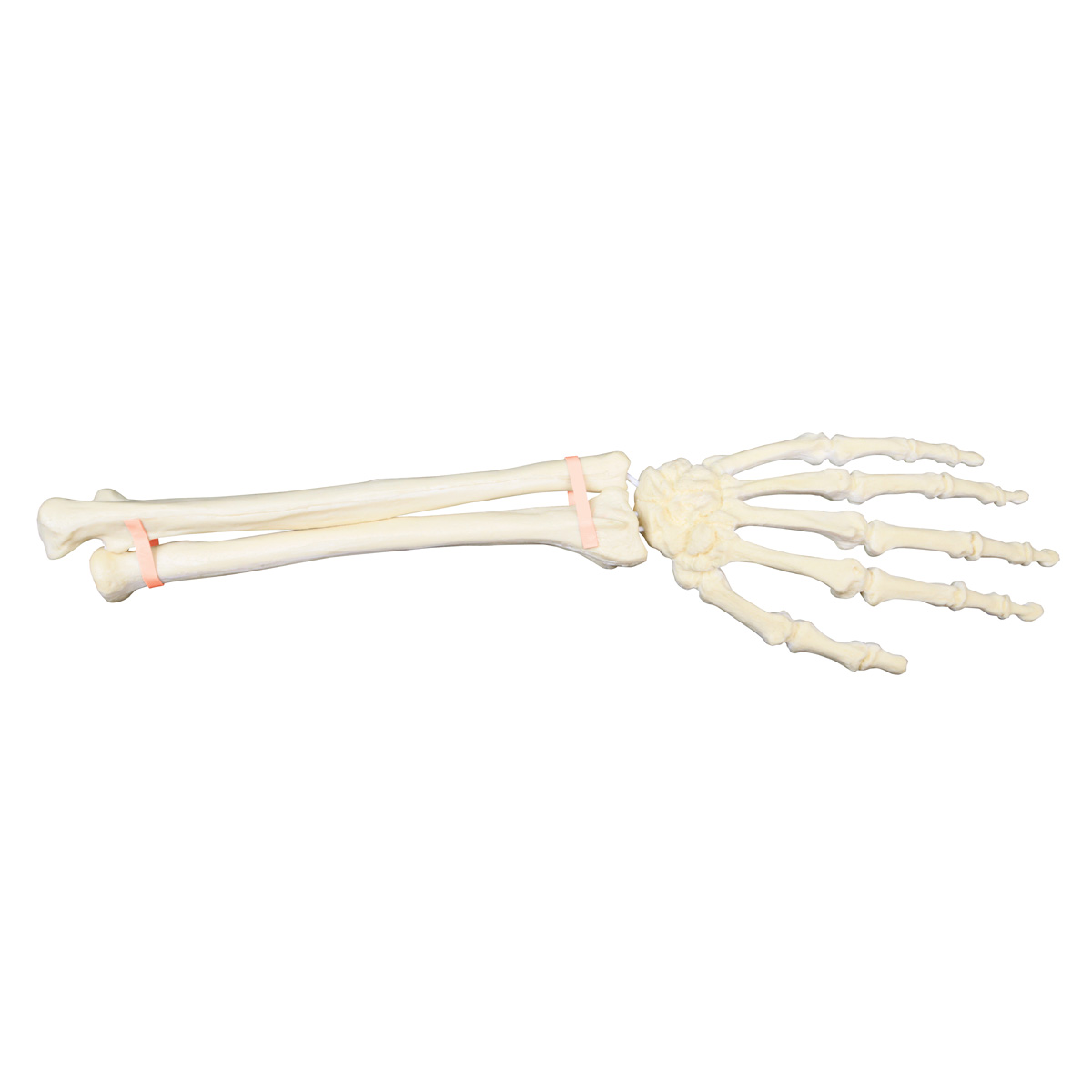 Hand underarm vänster – ORTHObones Premium