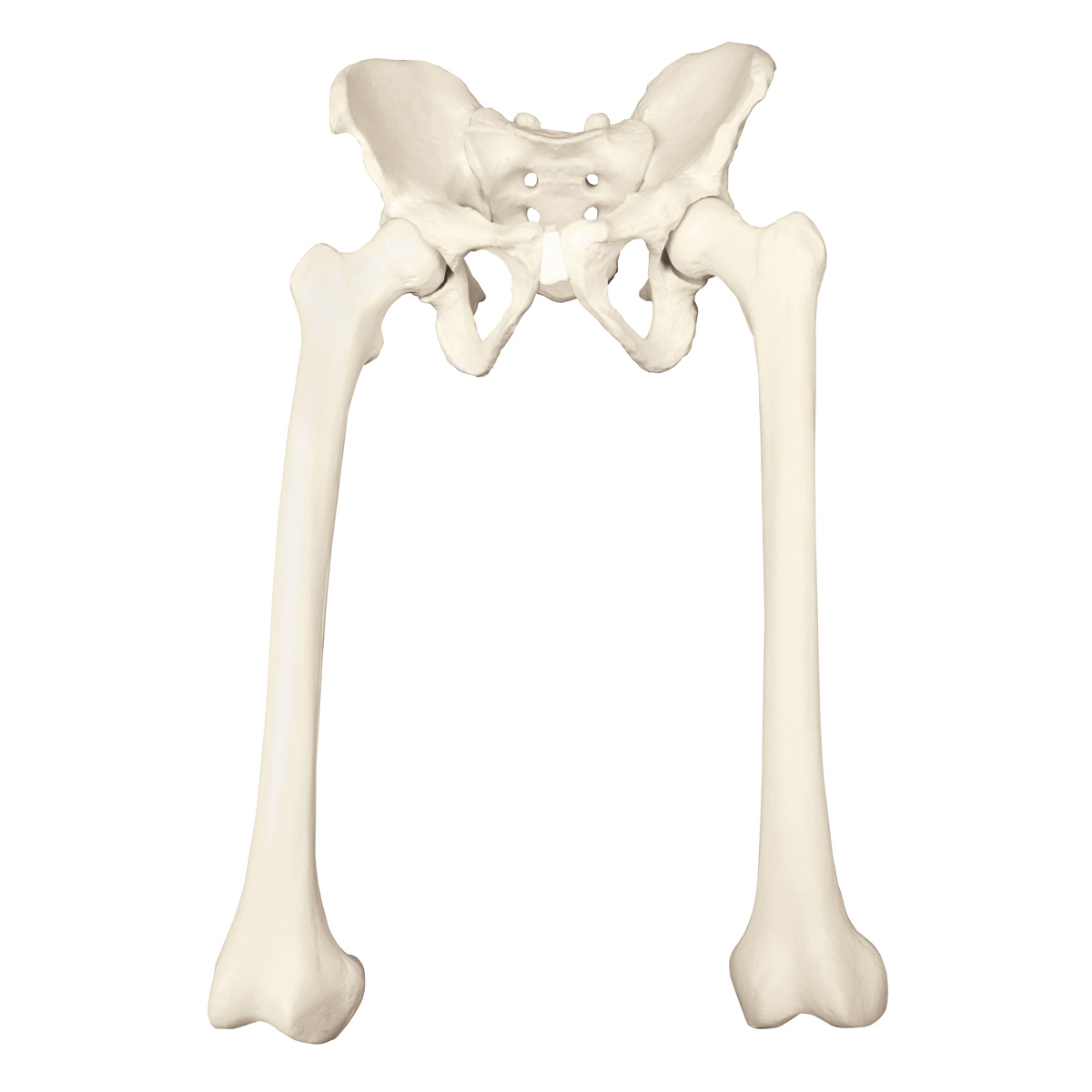 Bäckem med femur – ORTHObones Premium