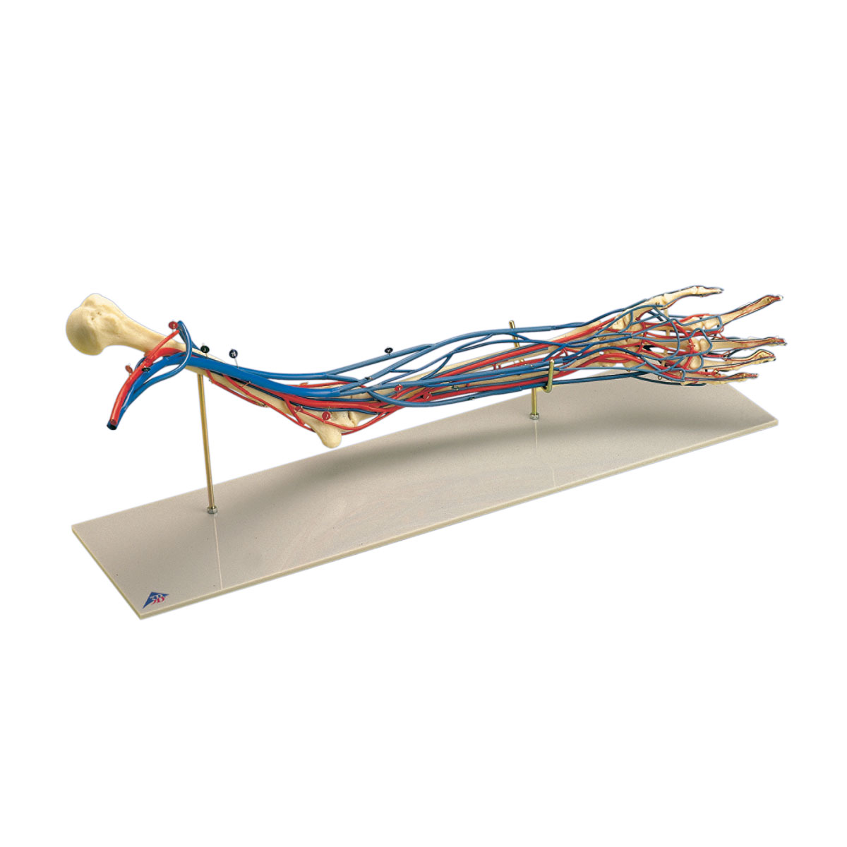 Arm – Vener / Blodomlopp