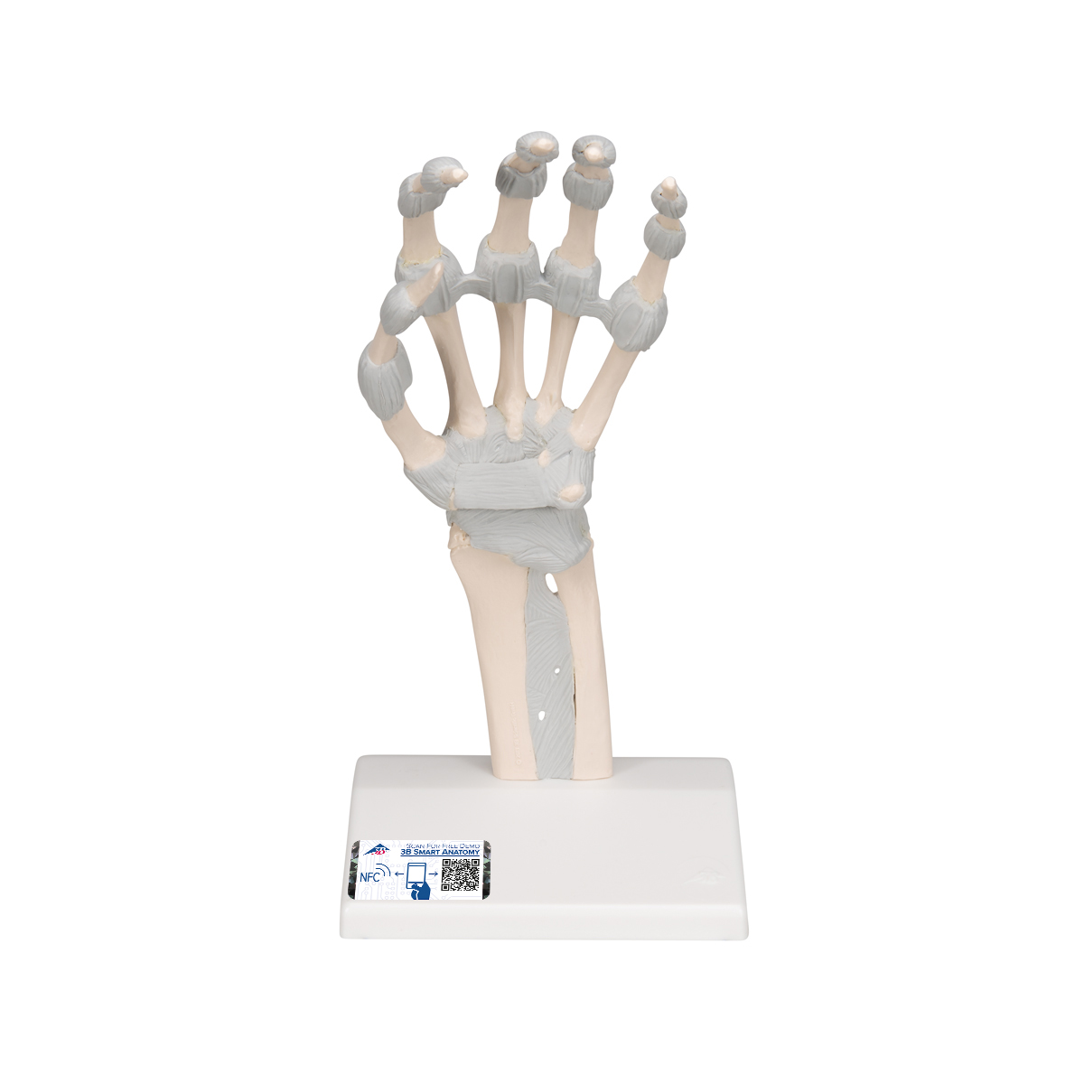 Handskelettsmodell med elastiska ligament
