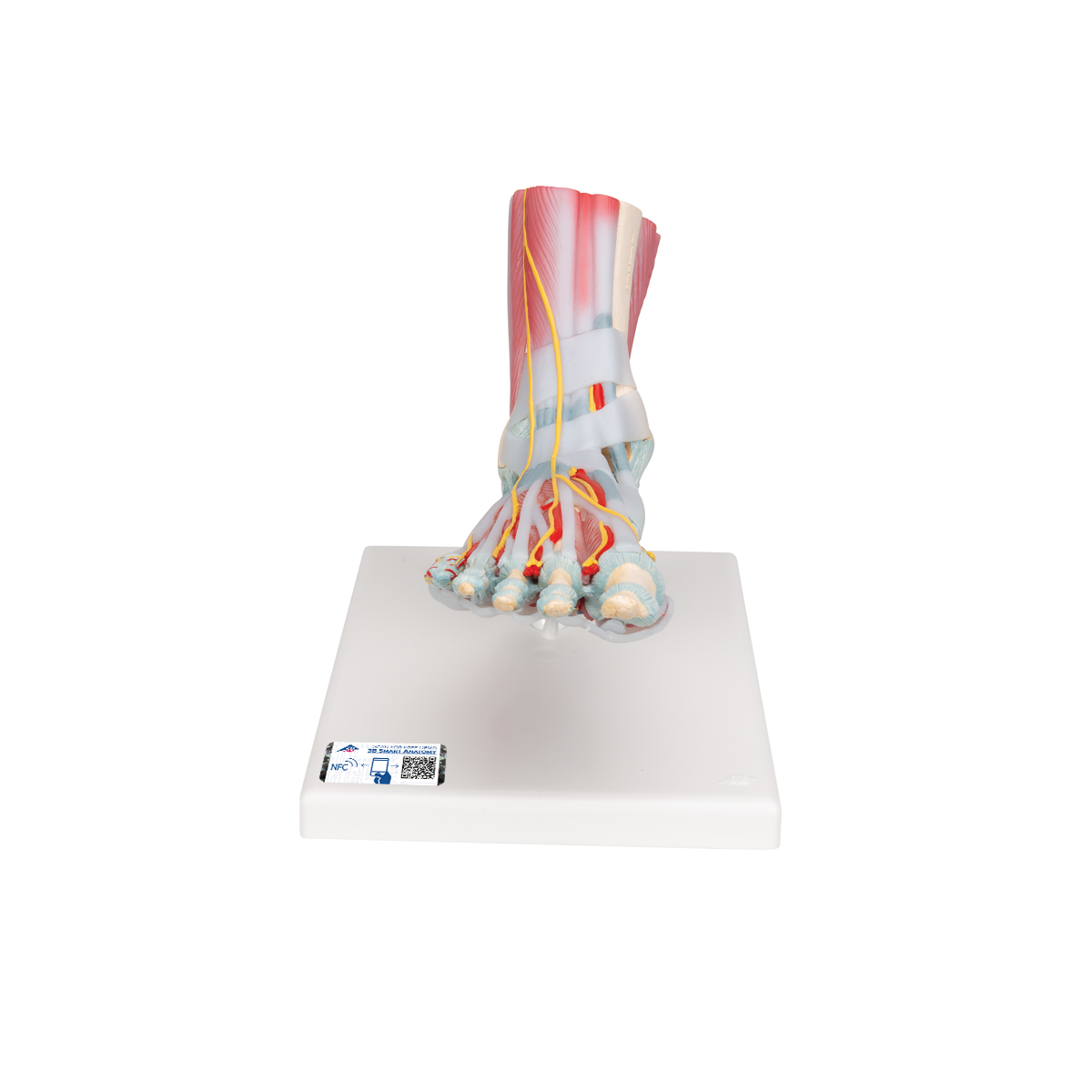 Fotskelett med muskel och ligament