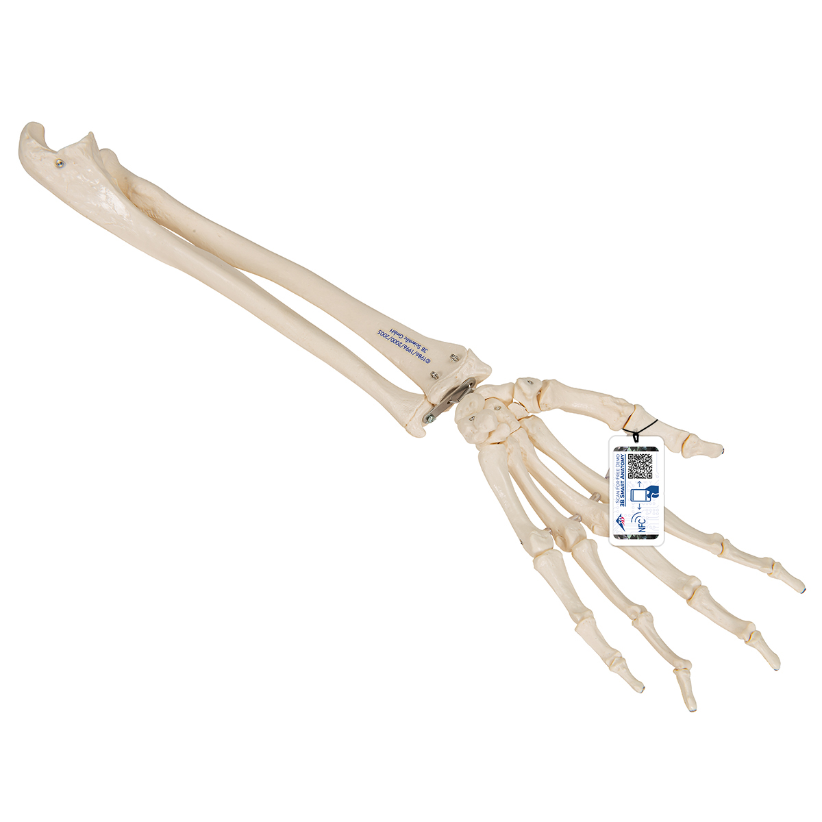 Handskelett med armbågsben och strålben
