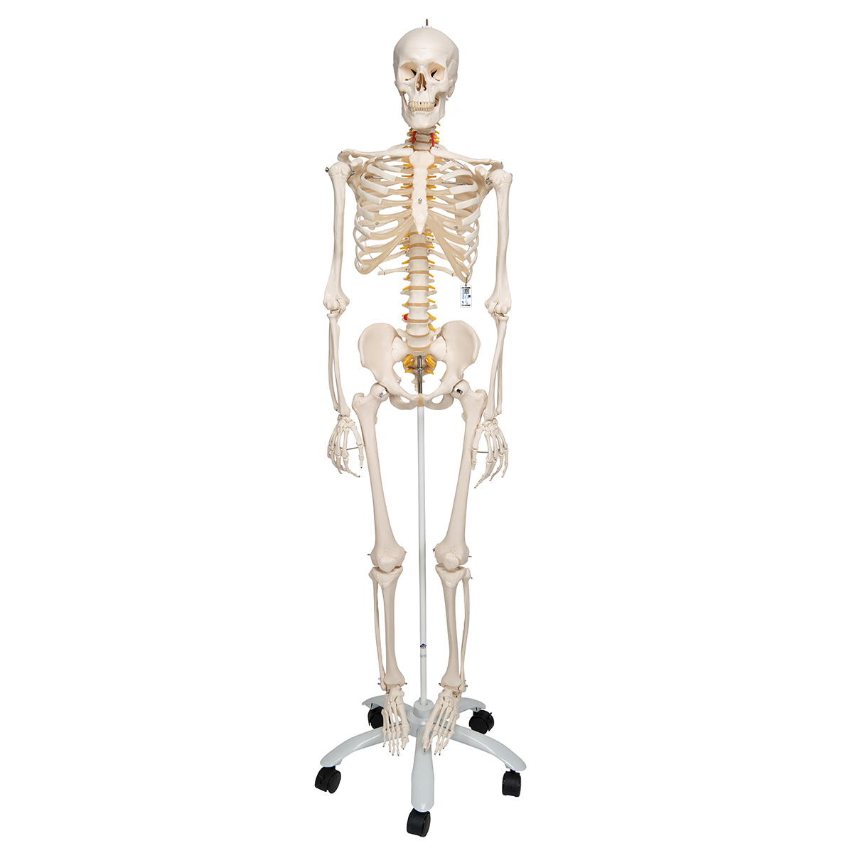 Flexibelt skelett – Fred