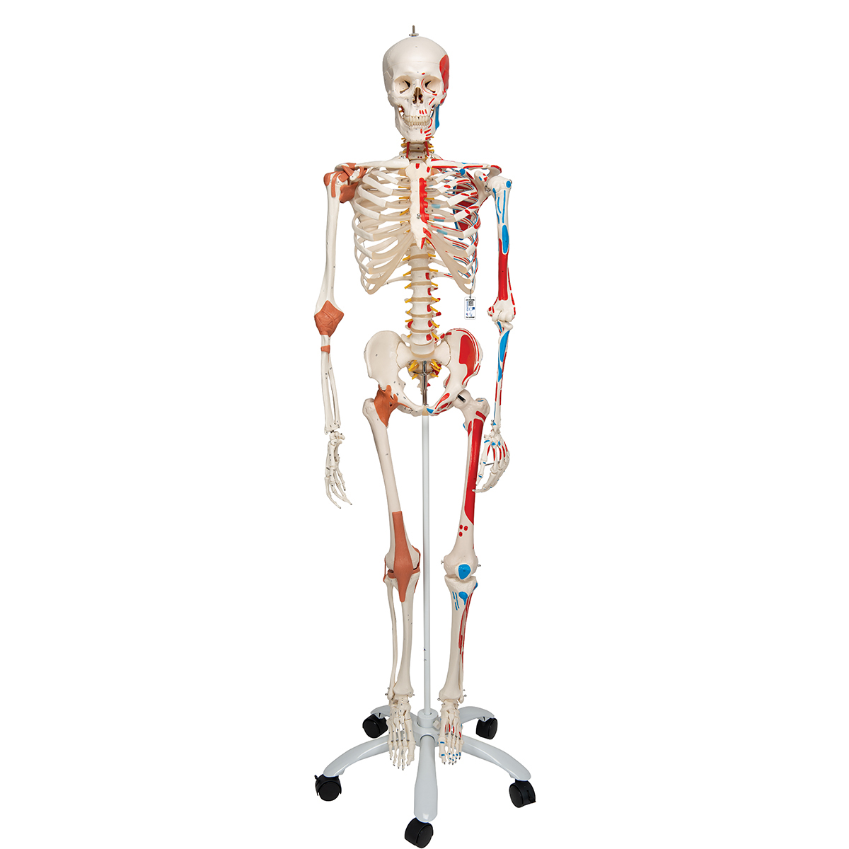 Muskel- och ligamentskelett – Sam