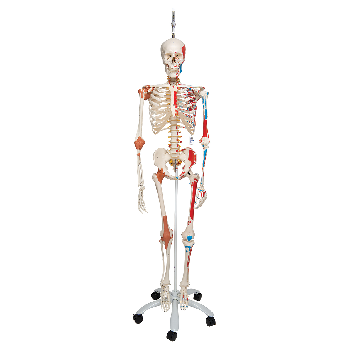 Muskel- och Ligamentskelett – Hängande – Sam