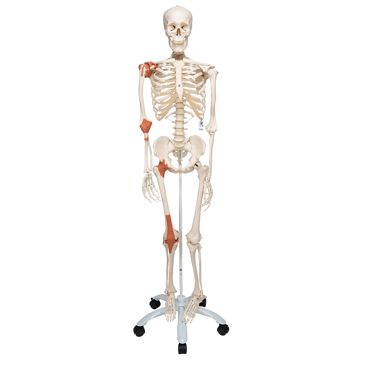 Ligamentskelett – Leo