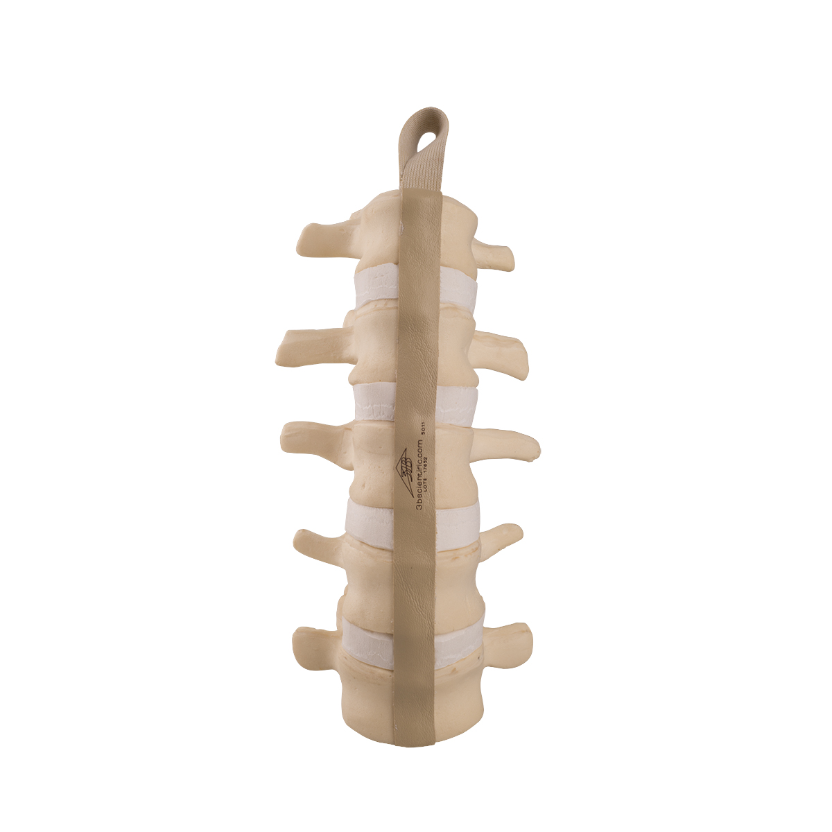 Ländryggen – ORTHObones Premium