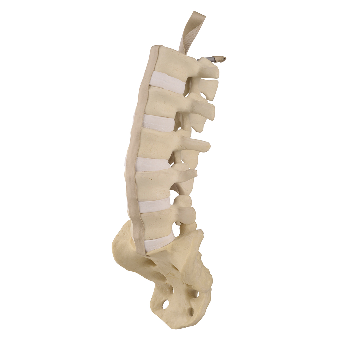 Ländryggen med korsben – ORTHObones Premium