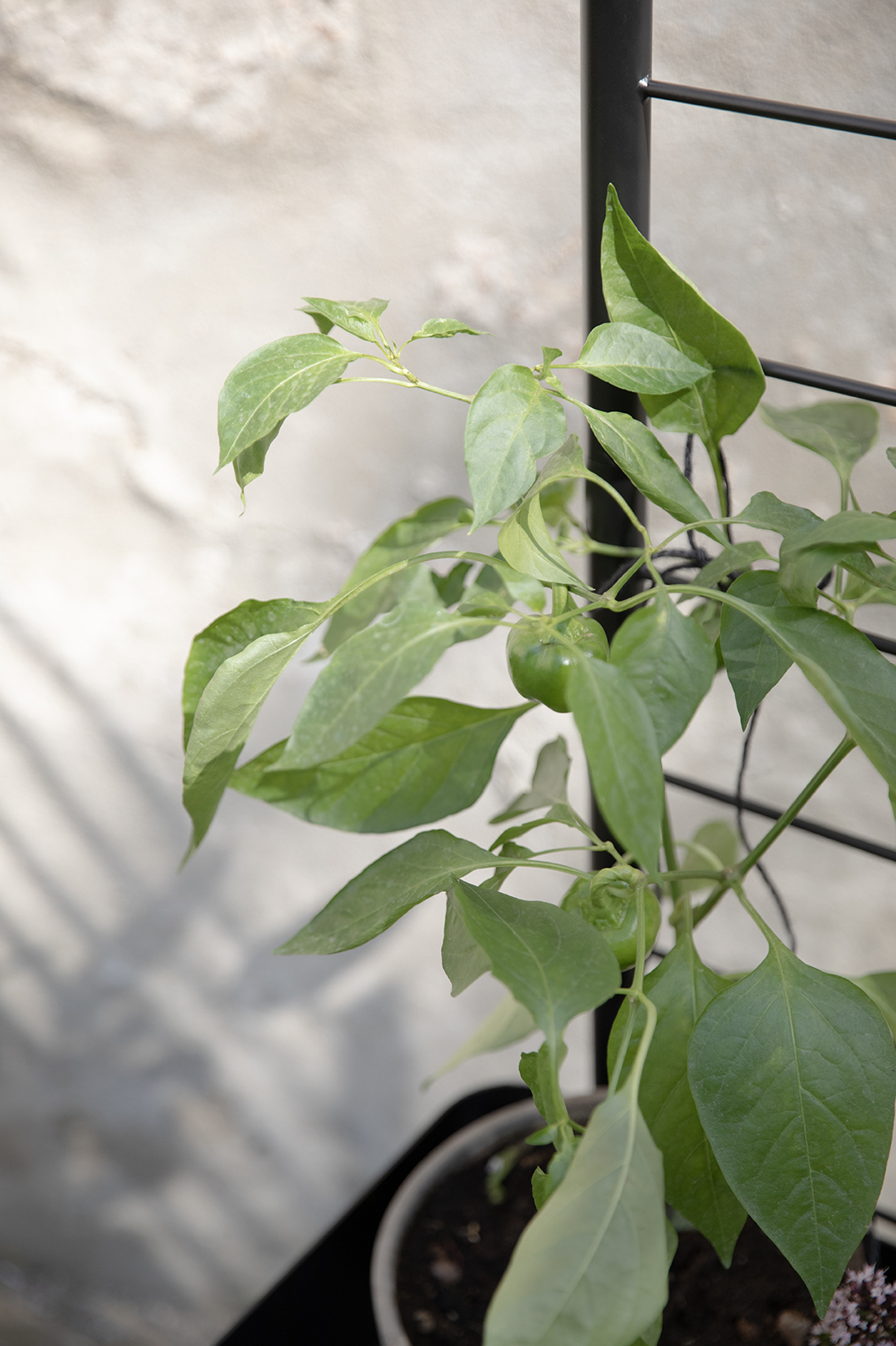 Simply Grow Spalier für Pflanzenbox