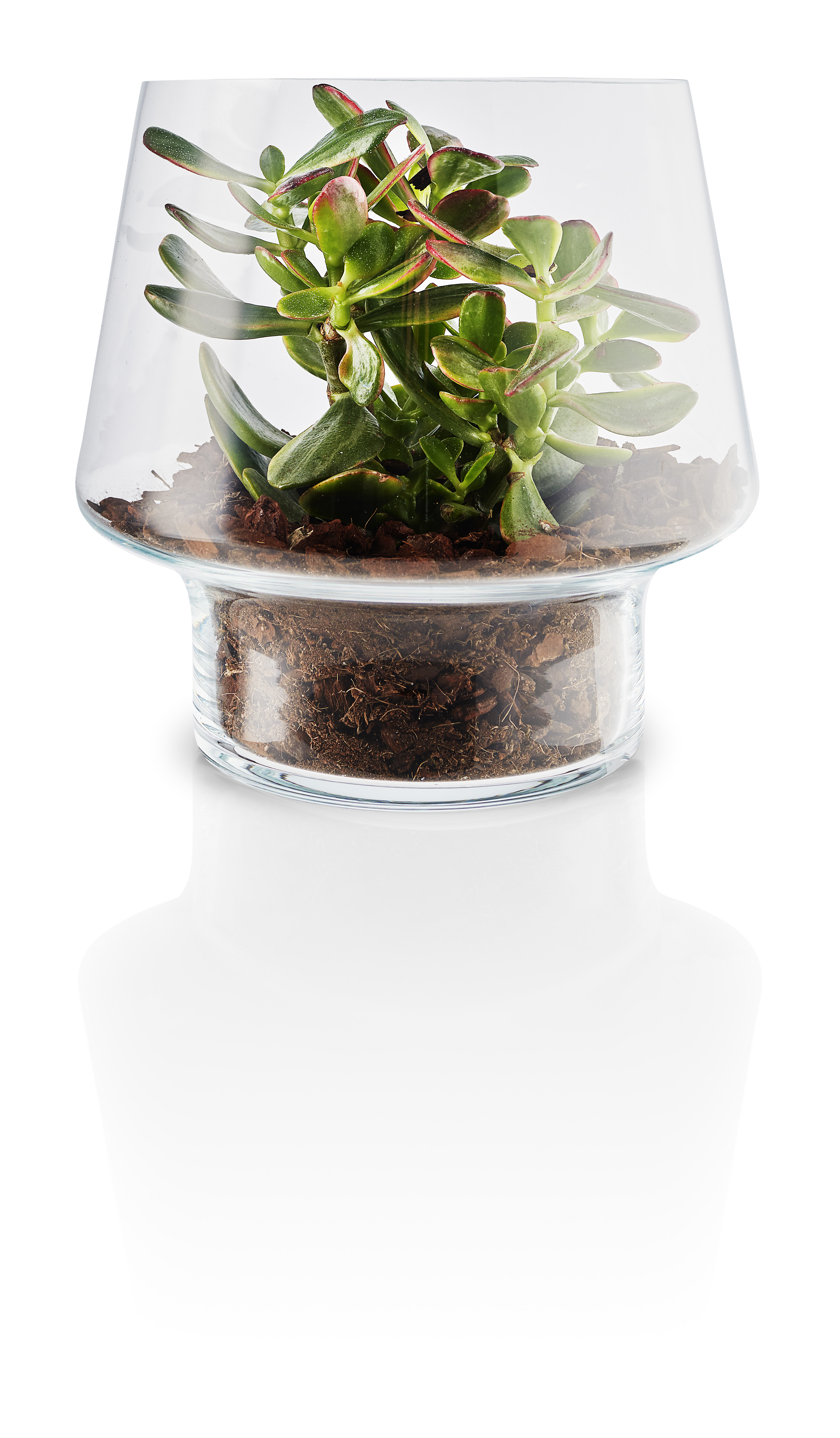 Succulent glass vase - Ø 21 cm