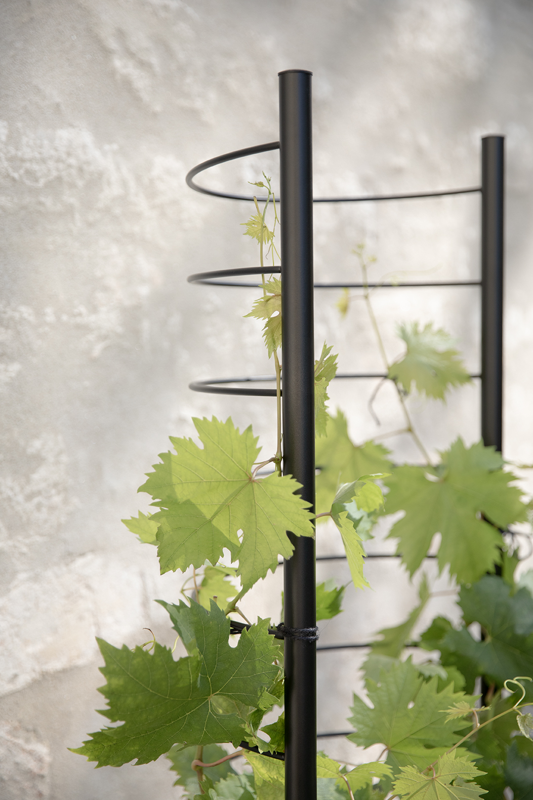 Simply Grow Spalier für Übertopf