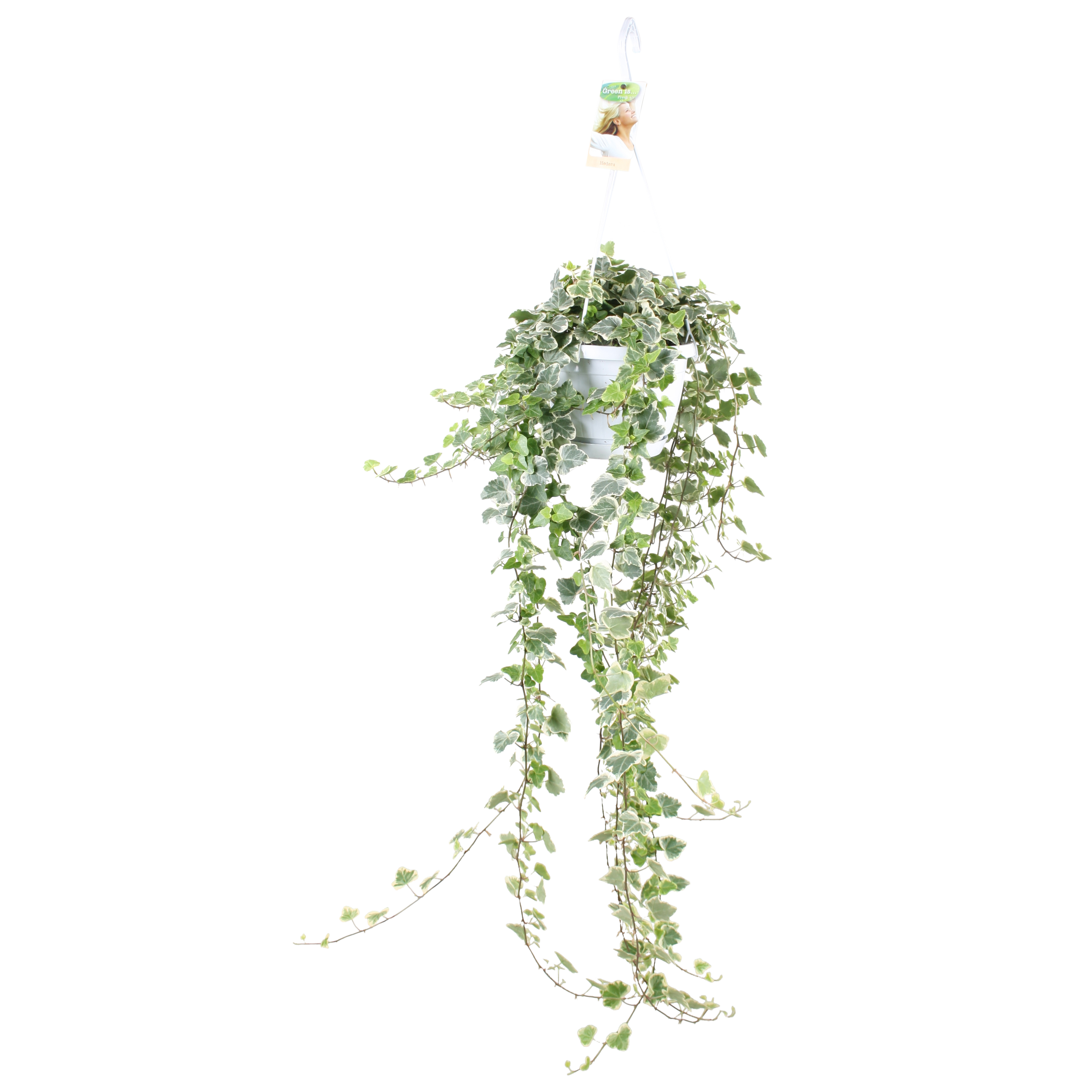Hedera White Wonder hangpot XXL | Green is...