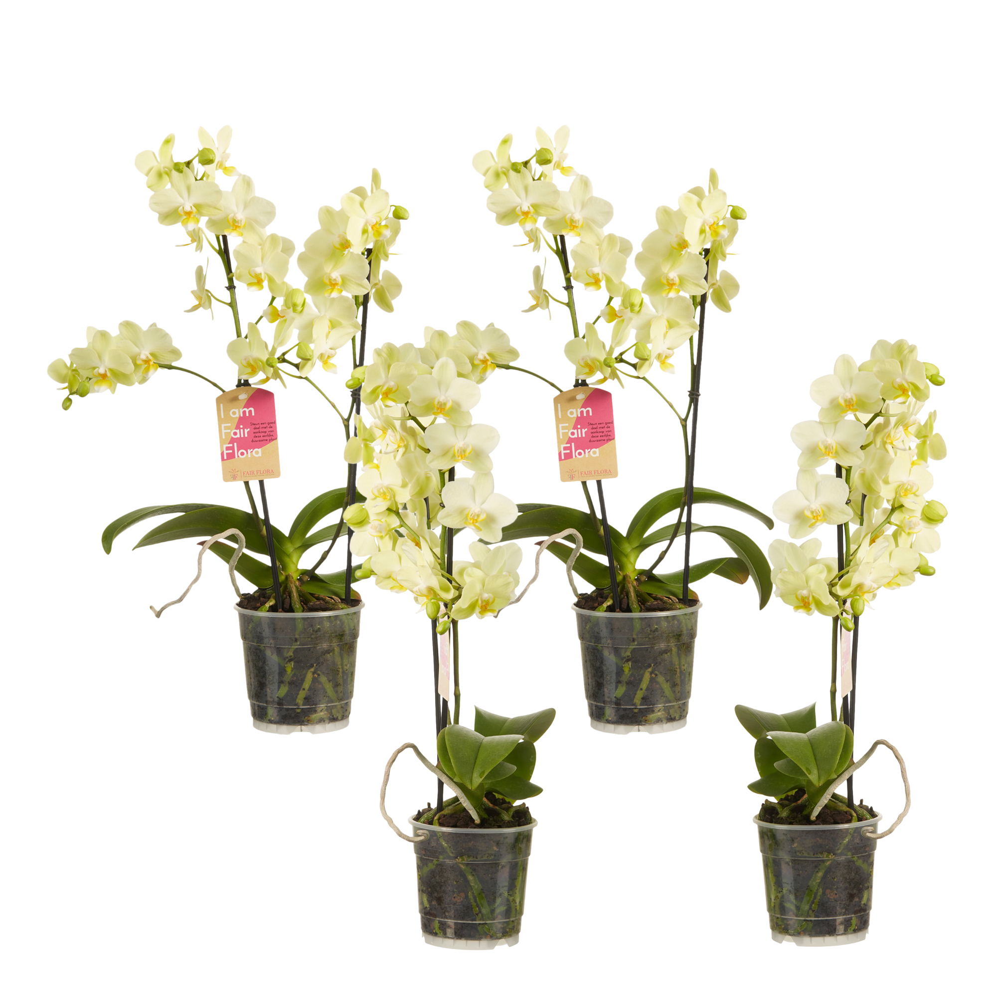 Elección de verde - 1 Phalaenopsis multifl-Amarillo-Orquídea de mariposa ↨ 50CM Elección de verde - 1 Phalaenopsis multifl-Amarillo-Orquídea de mariposa ↨ 50CM