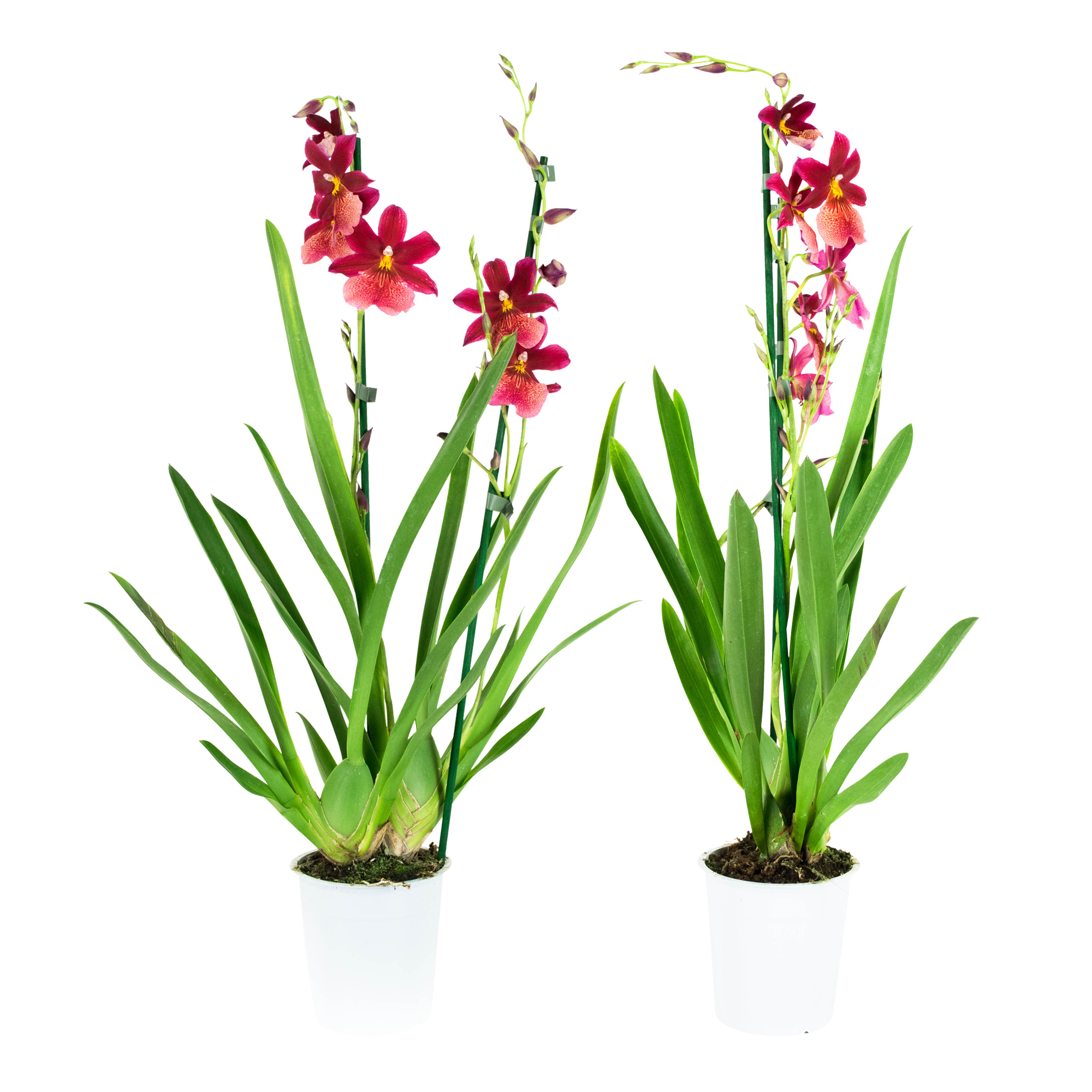 Elección de verde - 1 Cambria Nelly Isler-Orquídea ↨ 60CM Elección de verde - 1 Cambria Nelly Isler-Orquídea ↨ 60CM