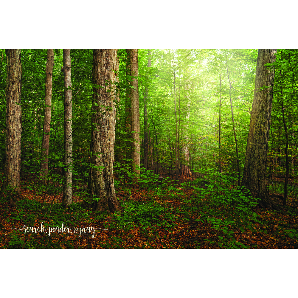 Sacred Grove Repositionable Poster, , large image number 0