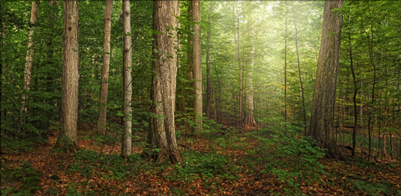 Sacred Grove (29x52 Framed Art), , large image number 2