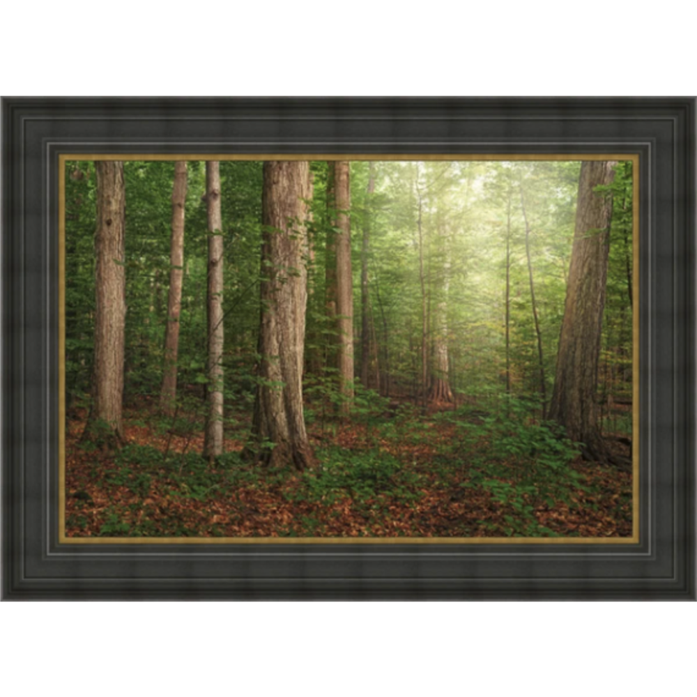 Sacred Grove (29x52 Framed Art)
