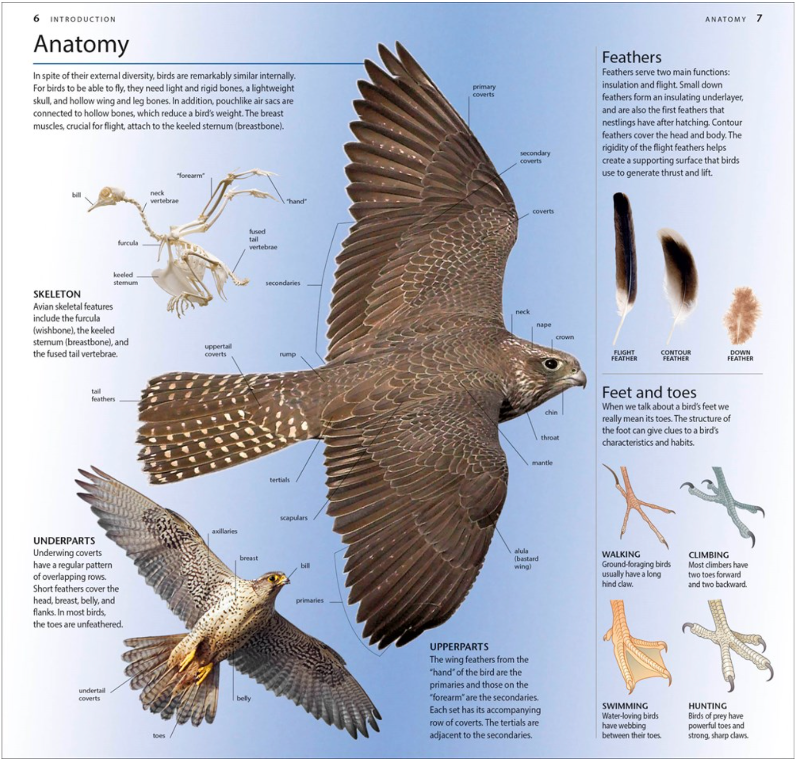 AMNH Pocket Birds of North America Western Region (3rd Edition), , large image number 2