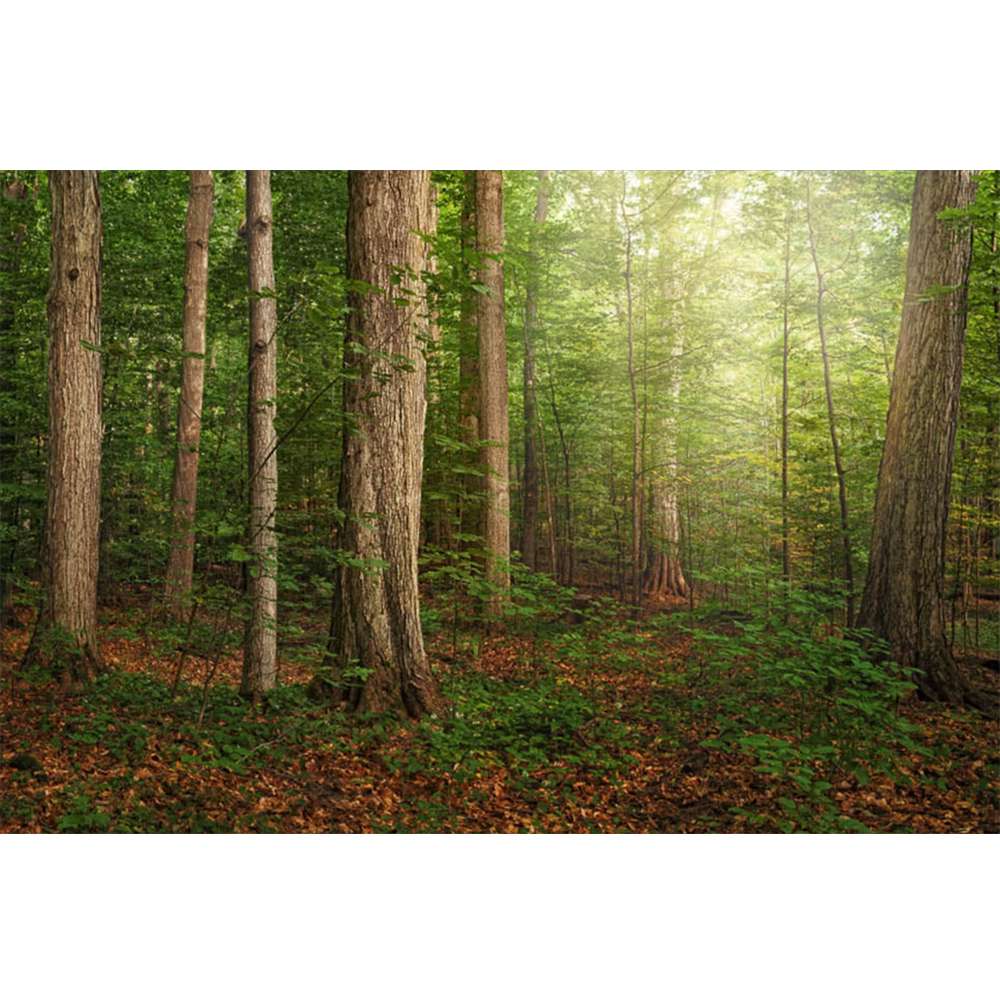 Sacred Grove 3x4 Print