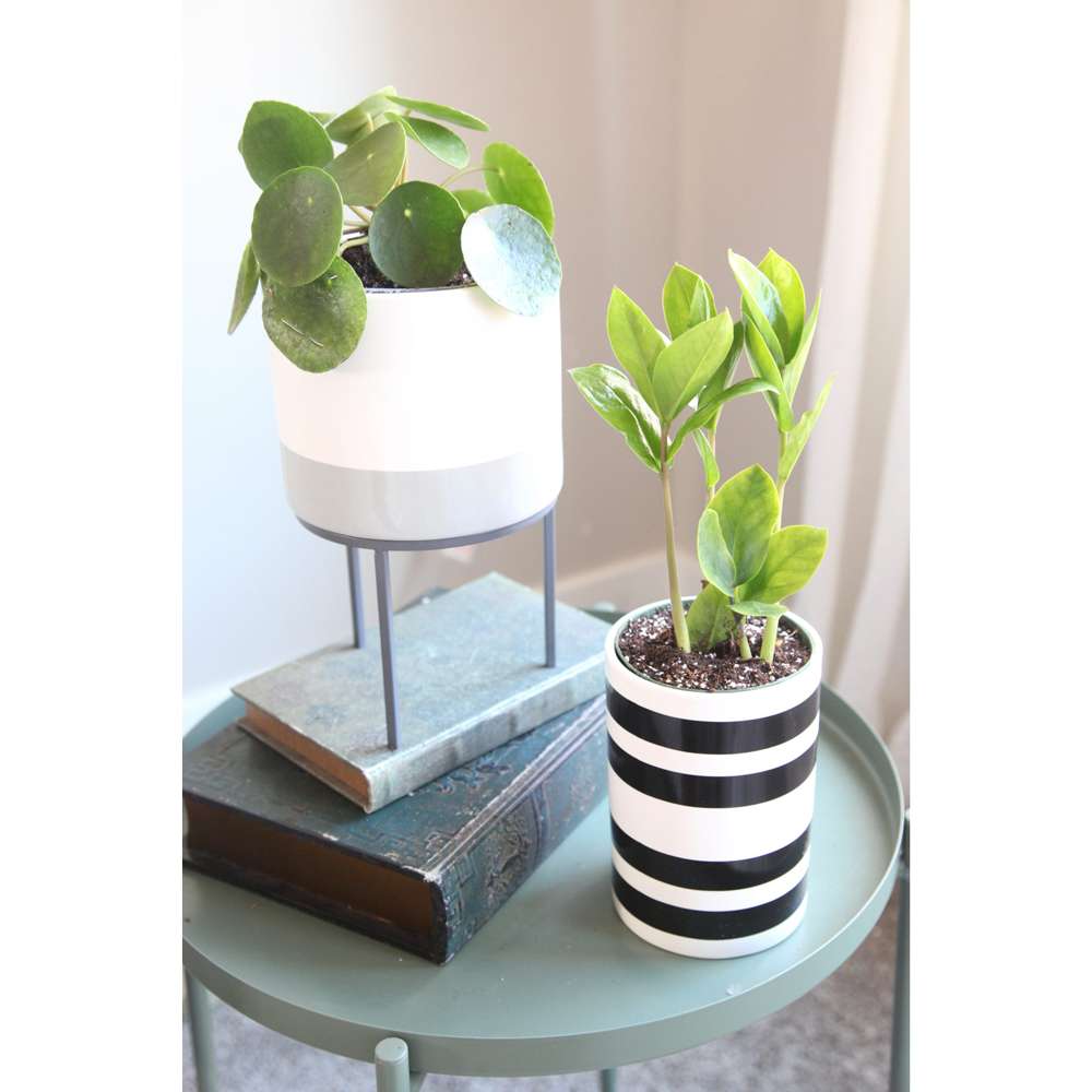 Plant Stand, , large image number 4