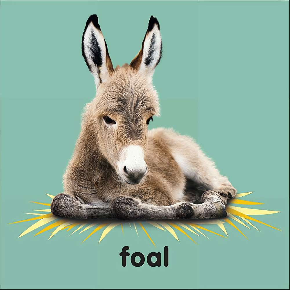 Board Baby Touch And Feel Bible Animals	, , large image number 4