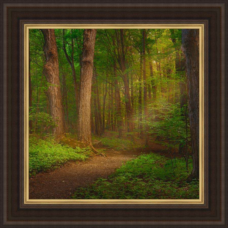 Sacred Grove (43x43 Framed Art), , large image number 0