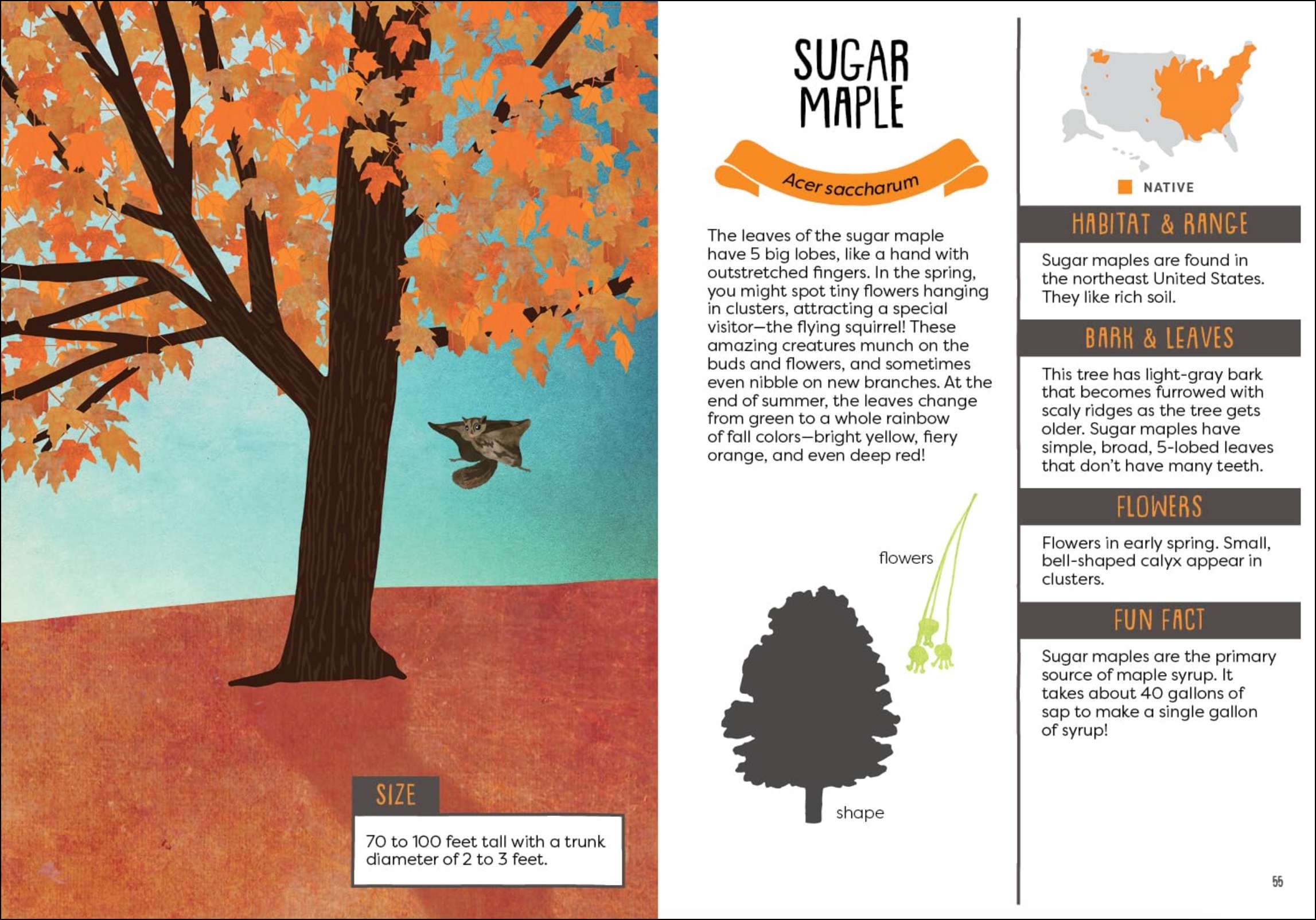 A Kid's Guide to Backyard Trees, , large image number 2