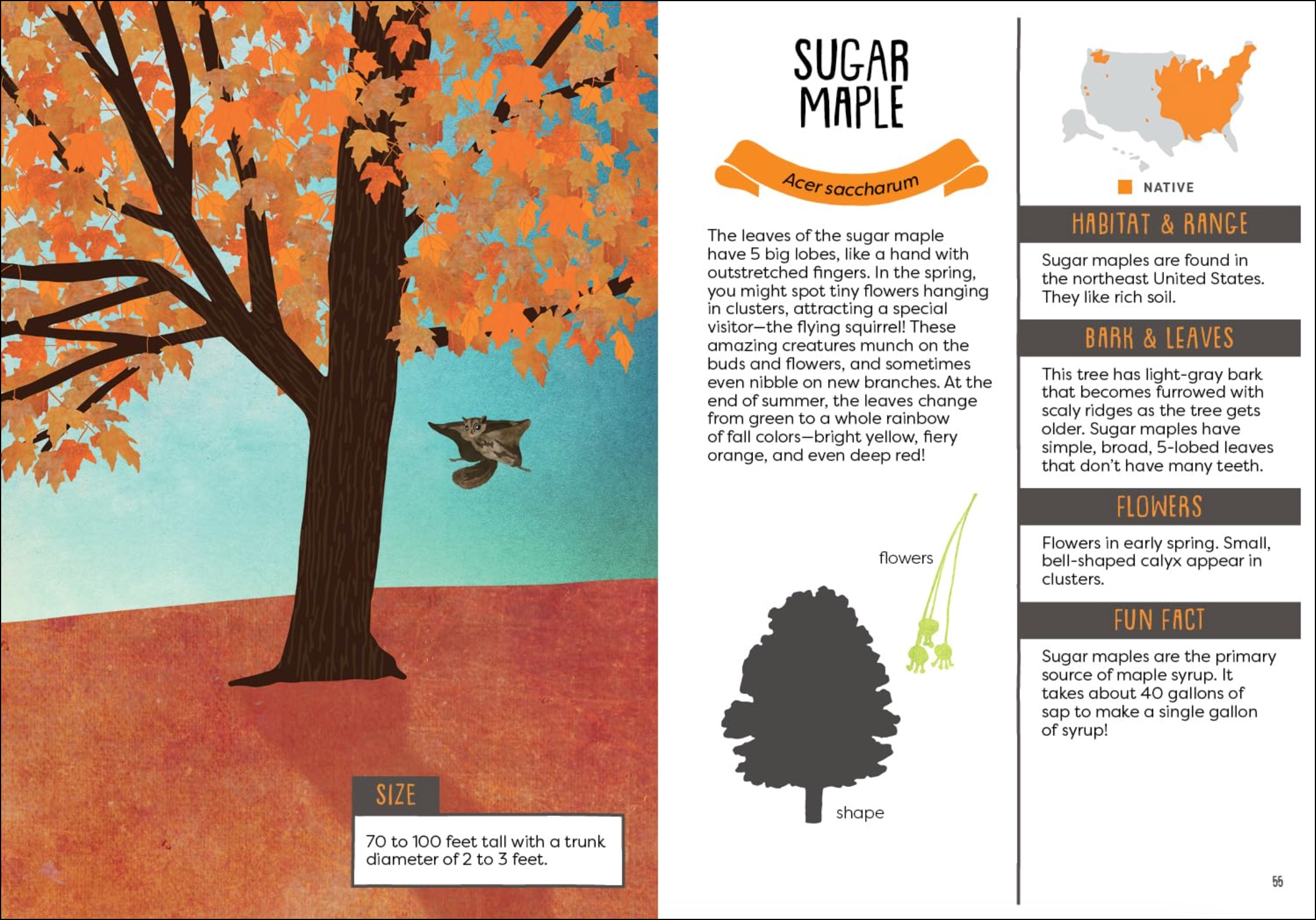 A Kid's Guide to Backyard Trees, , large image number 2