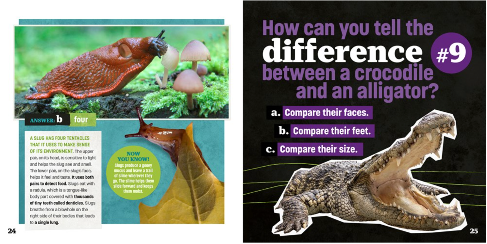 Totally Random Questions Volume 1, , large image number 2